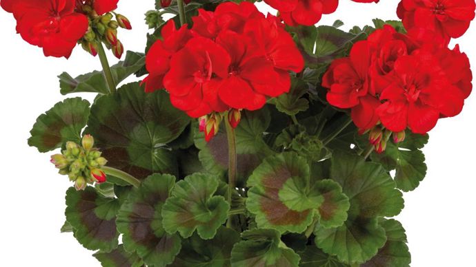 Pelargonium interspécific TOSCANA® GALAXYTM Red (Graines Voltz).